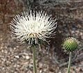 Cirsium neomexicanum