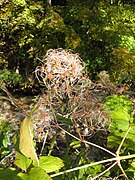 花後、花柱が羽毛状に伸びる。