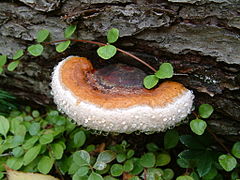 Fomitopsis pinicola