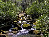 Copperhead Branch, between Albright Grove and Campsite 29