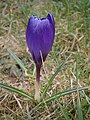 Crocus 'Remembrance'