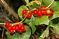 Close-up of fruits of Dioscorea communis