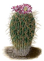 Echinocactus gladiatus