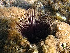 Echinostrephus aciculatus ‡