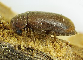 Ernobius mollis