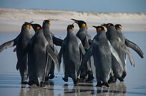 Falkland Islands Penguins 41