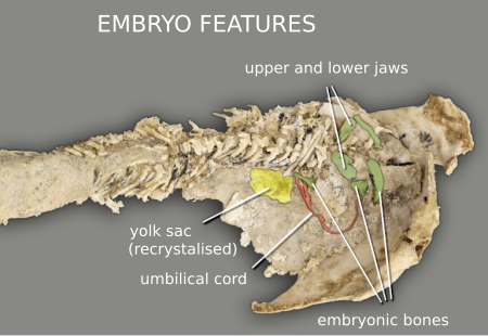 [[File:Fossilised Materpiscis with embryo.svg]]