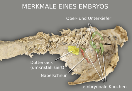 [[File:Fossilised Materpiscis with embryo.svg|lang=de]]