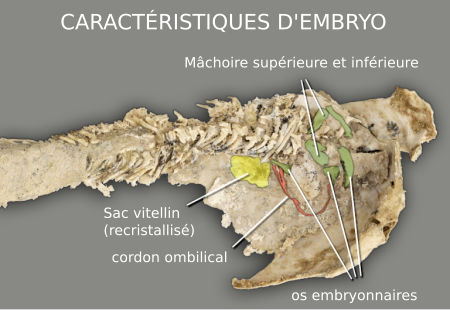 [[File:Fossilised Materpiscis with embryo.svg|lang=fr]]