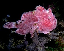 পূর্ব তিমুরে একটি অসিলেটেড ফ্রগফিশ (Antennarius ocellatus)। এরা শ্যাওলা-ঢাকা পাথরের মতো ক্যামোফ্লেজ পরে অর্থাৎ ছদ্মবেশ ধারণ করে এবং নড়াচড়া না করে শিকারের জন্য অপেক্ষা করতে থাকে।