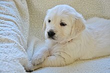 very cute golden retriever puppy