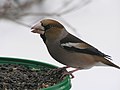 Frosone, (in abito invernale), Coccothraustes coccothraustes