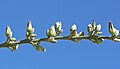 Hesperaloe funifera