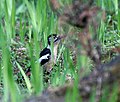 Female at ground at Guna Pani (8,500 ft.) in Kullu - Manali District of Himachal Pradesh, India