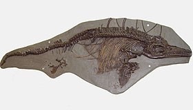 Ichthyosaurus breviceps