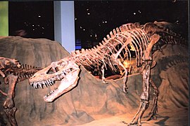 An Albertosaurus and a Euoplocephalus on display
