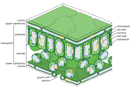 A cross section of a leaf, showing chloroplasts in its mesophyll cells. Stomal guard cells also have chloroplasts, though much fewer than mesophyll cells.