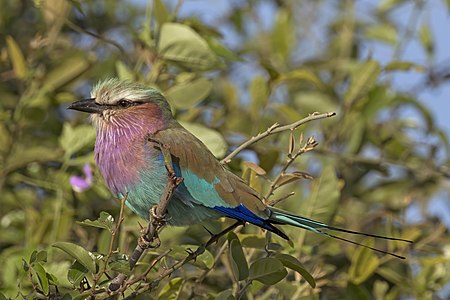 Lilac-breasted roller, by Charlesjsharp