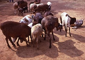 Moutons Masaï au Kenya.