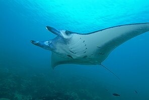 M. alfredi from Yap, Micronesia