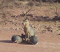 Famille de maras au parc national Sierra de las Quijadas en 2014