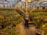 Marijuana greenhouse in Colorado
