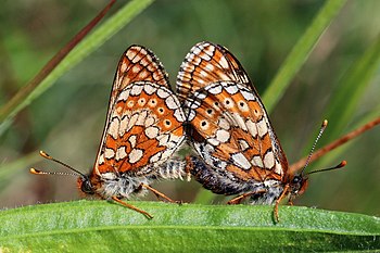 Marsh fritillary