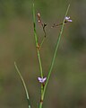 ヒロハイボクサ Murdannia edulis