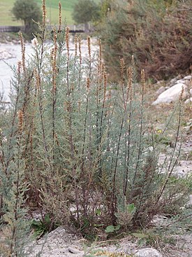 Мирикария германская (Myricaria germanica)