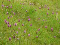 Anacamptis pyramidalis Habitat