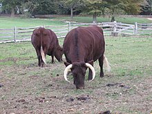 la photo couleur montre deux vaches acajou sombre pâturant. Elles portent de belles cornes blanches en croissant vers le bas.