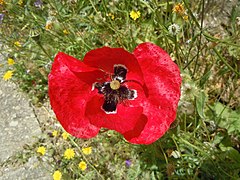 Papaver rhoeas