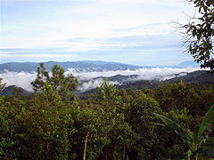 Bosque laurifolio La Paz