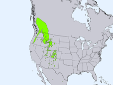 Range of Picea engelmannii