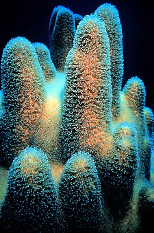 Pillar coral