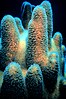 Pillar coral with polyps extended