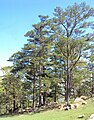 Pinus oocarpa, Honduras