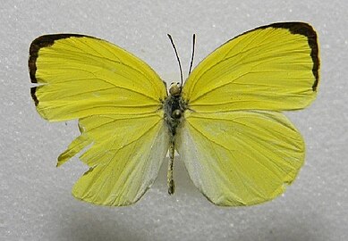 Male. ventral view