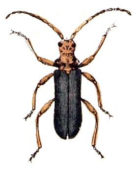 Rhamnusium salicis