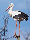 Cigogne blanche