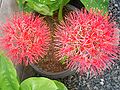 Scadoxus multiflorus