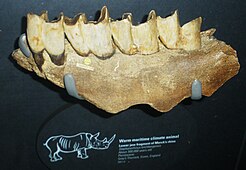 300,000 year old dentary fragment from the United Kingdom in the NHM, London