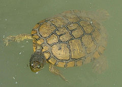 Description de l'image Trachemys_decussata.jpg.