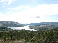 Coniferous forest near Vatnvatet lake, Bodø Municipality