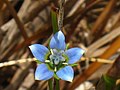 Wahlenbergia capensis