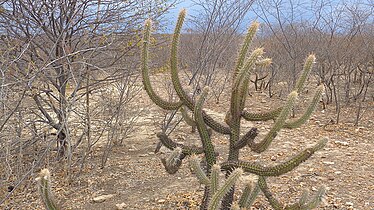 Pilosocereus polygonus