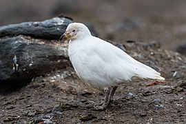 Adult snowy sheathbill, on Barrientos Island