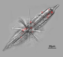 Acantharian radiolarians have celestine crystal shells.