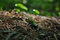 An adult spotted salamander seen crawling on the forest floor in central Ontario.