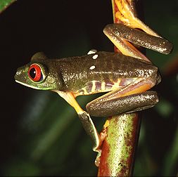 Une rainette aux yeux rouges (Agalychnis callidryas). (définition réelle 3 560 × 3 544*)